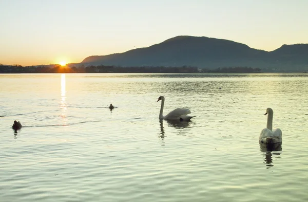 Лебеді на заході сонця — стокове фото