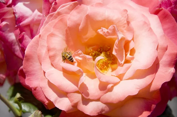 stock image Bee on a rose