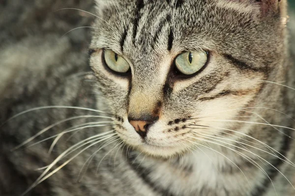 Gri kedi — Stok fotoğraf