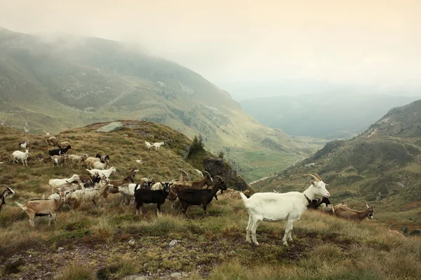 Goats grazing — Stock Photo, Image