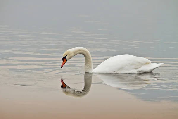 The swan — Stock Photo, Image