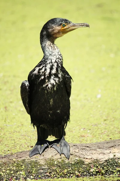 Cormorant — Stock fotografie
