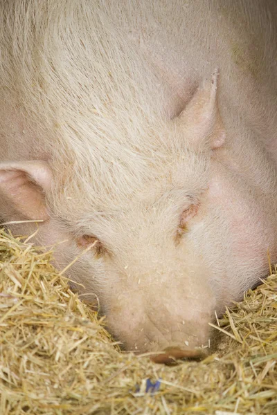 Pig in the yard — Stock Photo, Image
