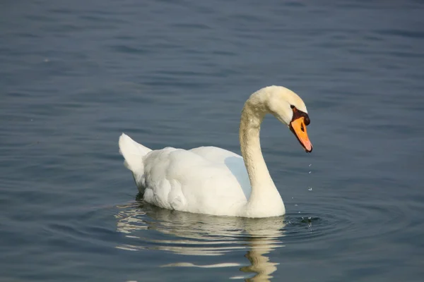 Svan i sjön — Stockfoto