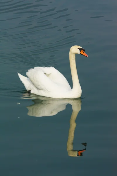 Reflection of the swan lake — Stock Photo, Image