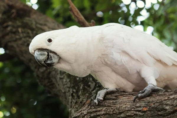 흰색 앵무새 — 스톡 사진