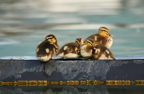 Five duckling — Fotografie, imagine de stoc