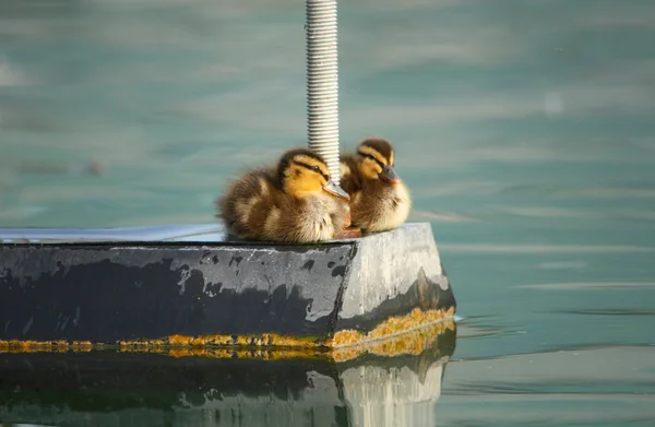 Ducklings göl — Stok fotoğraf
