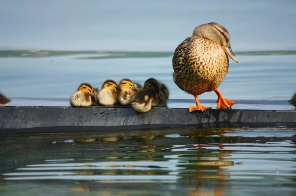 湖中的小鸭 — 图库照片