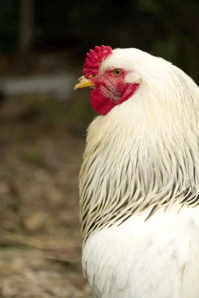 stock image White rooster