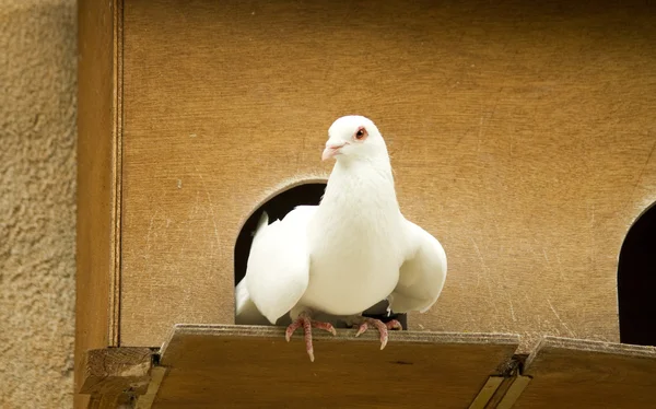 White dove — Stock Photo, Image
