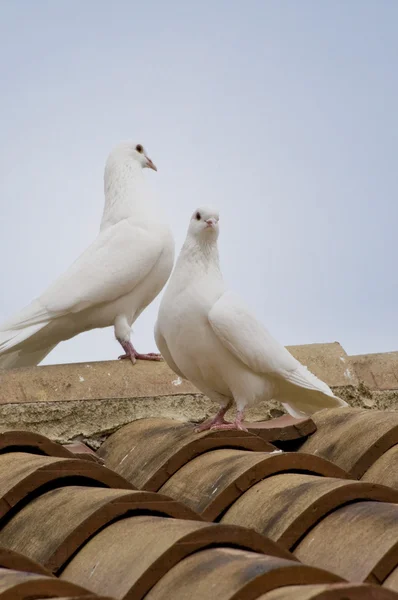 Doves on the roof — Stock Photo, Image
