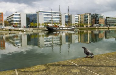 Pigeon in the city of Dublin clipart