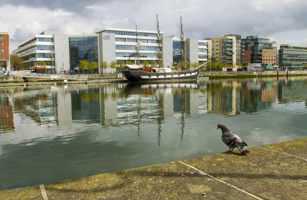 Pigeon in the city of Dublin — Stock Photo, Image