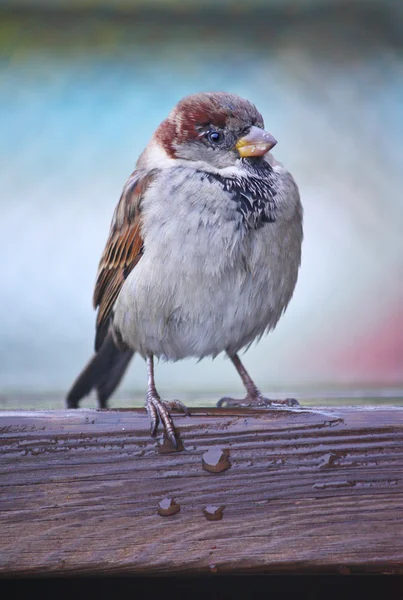 Sparrow in the rain — Stock Photo, Image