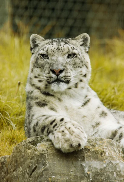Leopardo bianco — Foto Stock