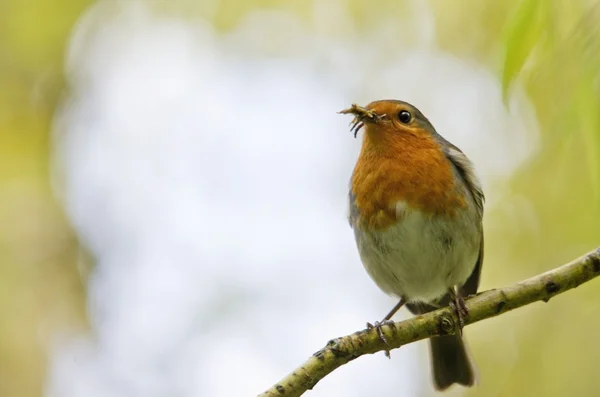 stock image The robin