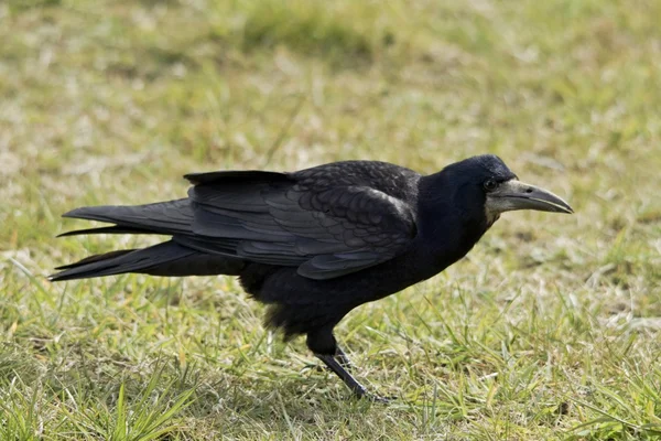 The crow — Stock Photo, Image