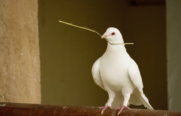 オリーブ鳩 — ストック写真