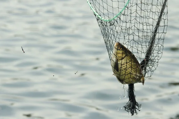 Peces en la red — Foto de Stock