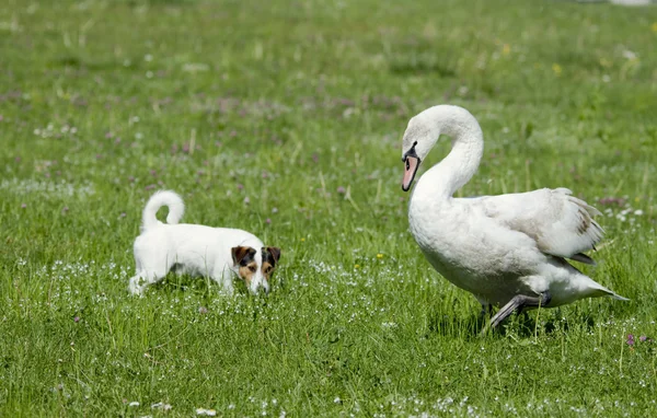 Cisne y perro —  Fotos de Stock