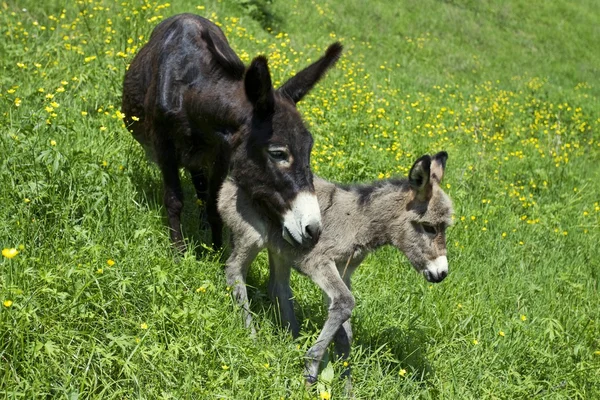 Mamãe burro — Fotografia de Stock