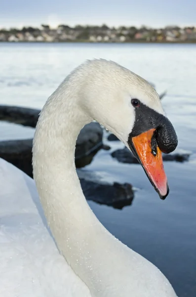 Swans portrait — Stock Photo, Image