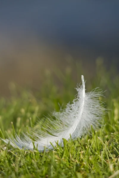 Swan feather — Stock Photo, Image