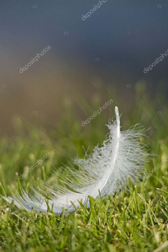 swan feather | 图库照片 08 rossella apostoli #10609373