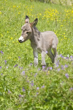 Little donkey clipart