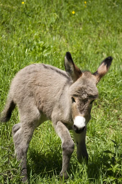 Pequeno burro cinzento — Fotografia de Stock