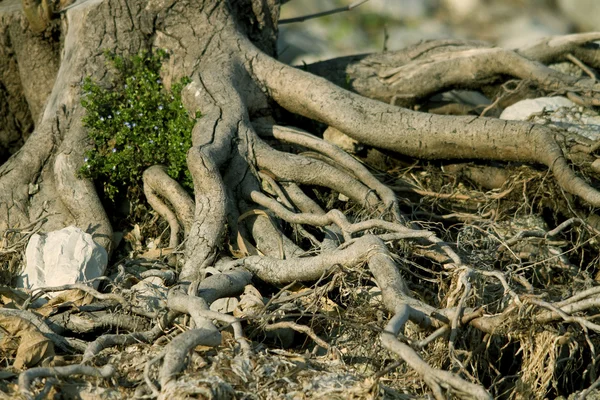 stock image Roots of a tree