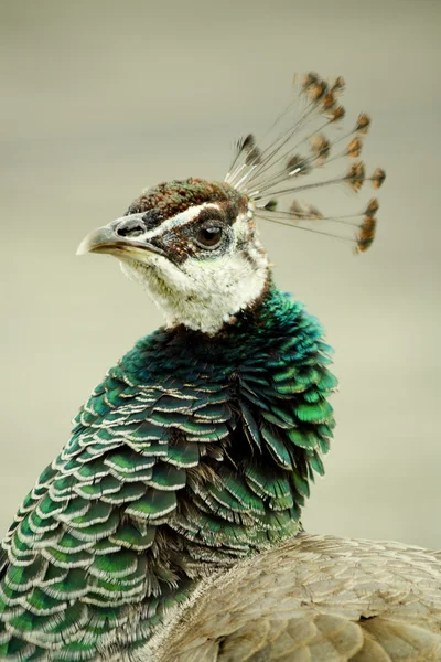 Kvinnliga peacock — Stockfoto