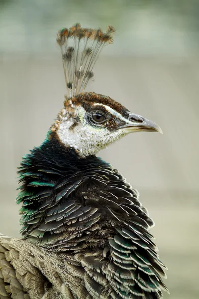Vrouwelijke peacock — Stockfoto