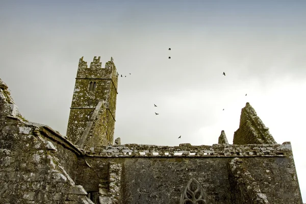 罗斯男修道院，戈尔韦郡，爱尔兰 — 图库照片