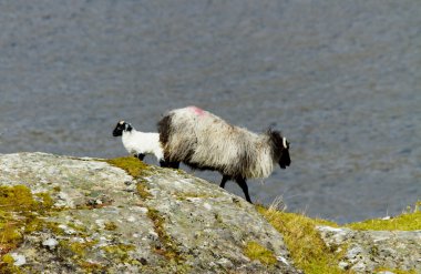 connemara, İrlanda koyun