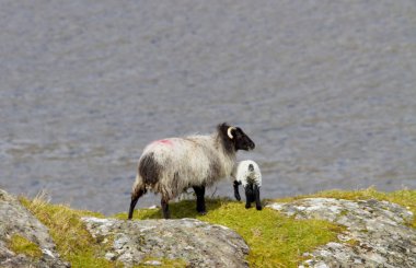 connemara koyun