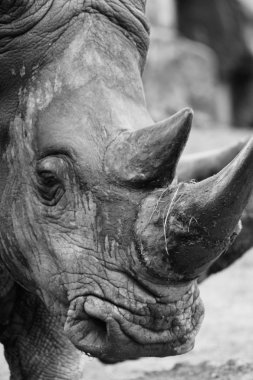 Rhino portrait