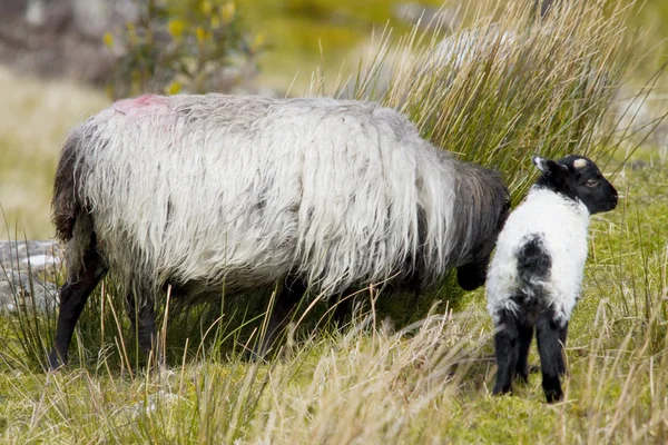 Sheep in Connemara, Ireland — Stock Photo, Image