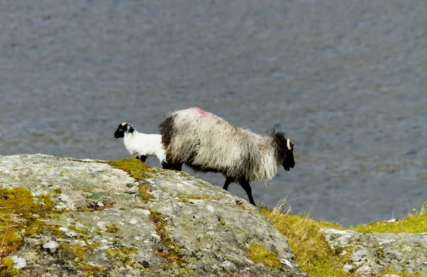 Sheep in Connemara, Ireland — Stock Photo, Image