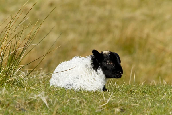 Kleine schapen — Stockfoto