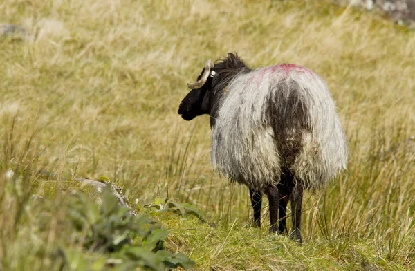 Sheep in Connemara — Stock Photo, Image
