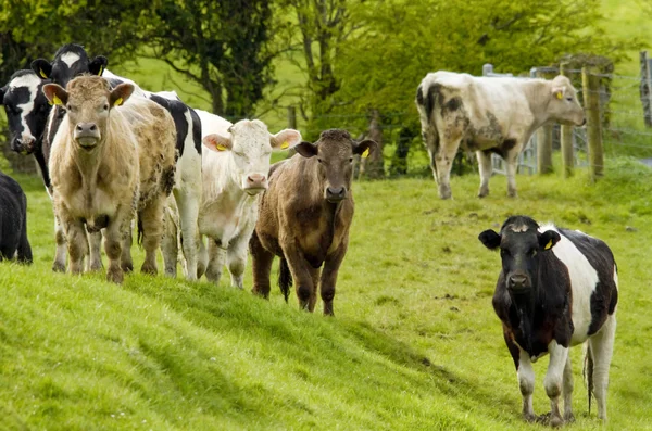 Koeien op de weide — Stockfoto