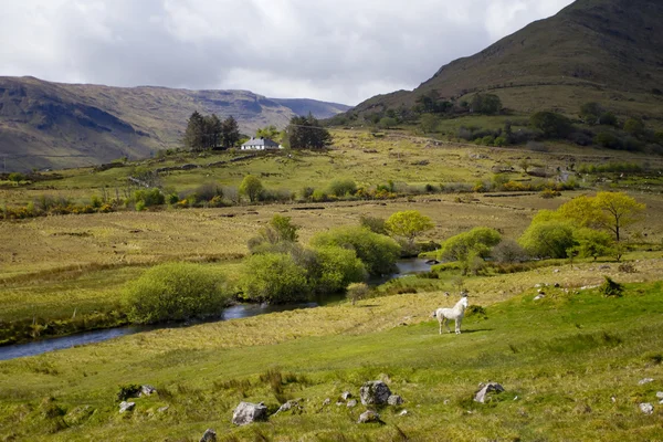 Seekor kuda di lapangan, County Galway — Stok Foto