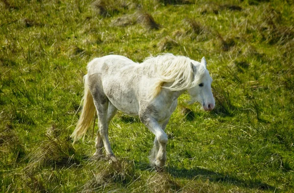 Um cavalo em um campo, Condado de Galway — Fotografia de Stock