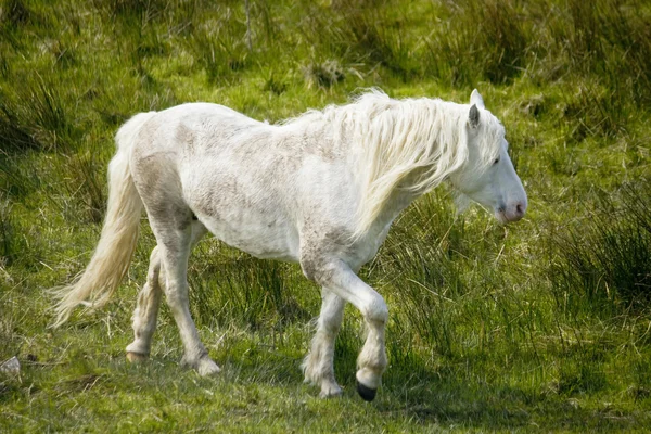 Un cavallo in un campo — Foto Stock