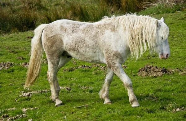 フィールドでは、アイルランドの馬 — ストック写真