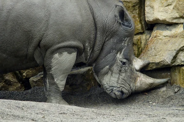 Rinoceronte no zoológico — Fotografia de Stock