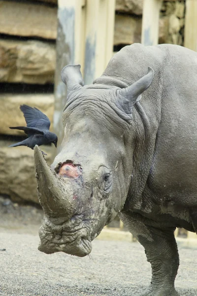 Rinoceronte allo zoo — Foto Stock