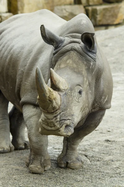 Rinoceronte allo zoo — Foto Stock
